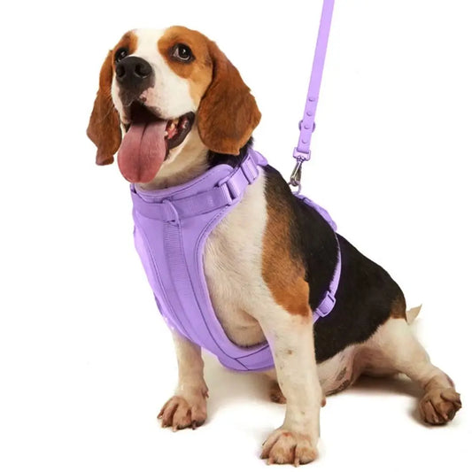 Beagle wearing purple dog harness with matching leash