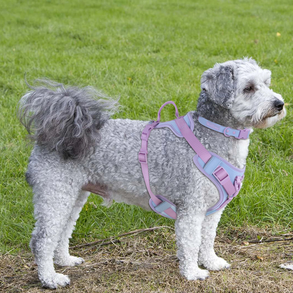 Red Colorblock Dog Harness